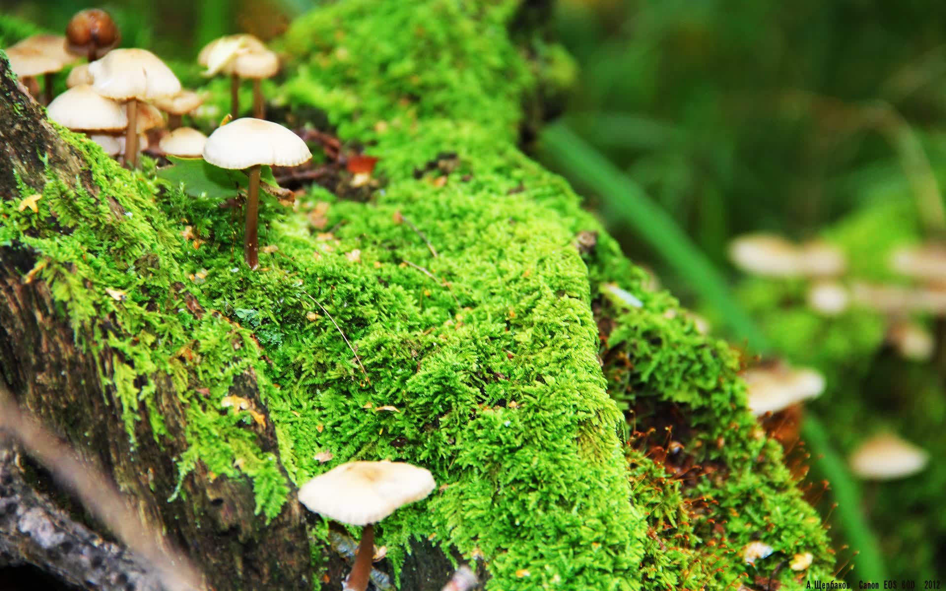 世界拳击职业联赛赛后技术统计报告出炉,拳击世界级比赛